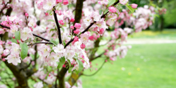 red bud tree